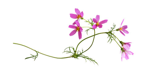 Pink cosmos flowers in a floral arrangement isolated on white or transparent background