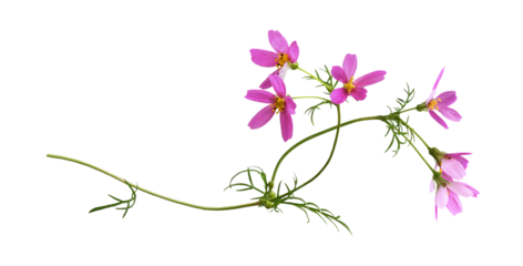 Pink cosmos flowers in a floral arrangement isolated on white or transparent background