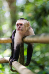 Panamanian white faced capuchin monkey relaxing.