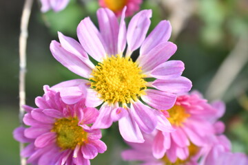 Obraz premium ピンク色の花