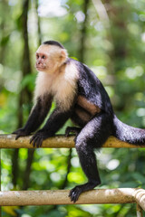 A monkey in Costa Rica on a railing.