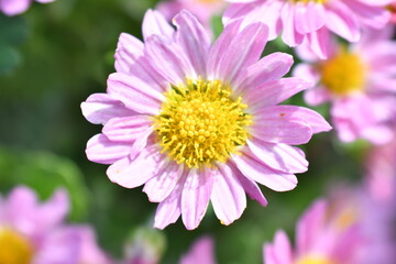 Obraz premium ピンク色の花