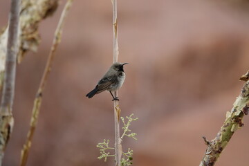 Oiseau