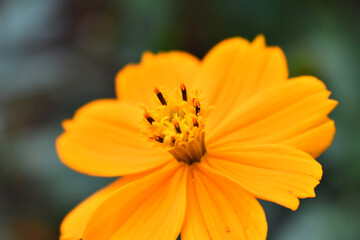 オレンジ色の花　コスモス