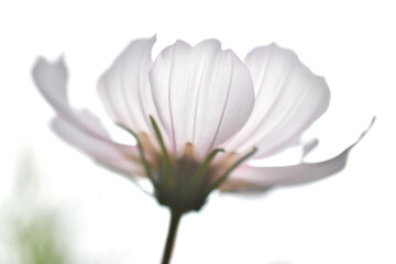 Fototapeta na wymiar 白色の花びら　コスモス
