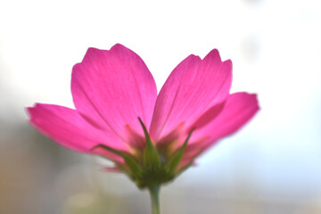 ピンク色の花びら