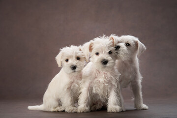 three puppies white schnauzer on a brown background. Cute dog portrait