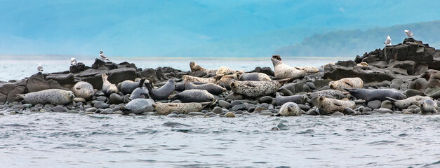 The Sea lions on the rookery on the Kamchatka Peninsula