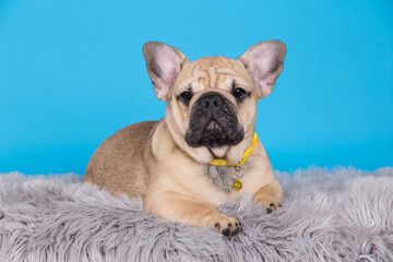 dog breed french bulldog