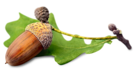Acorn branch isolated oak leaf plant nut tree