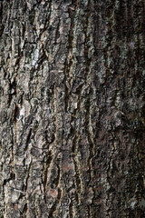 Naklejka premium Textura tronco de árbol