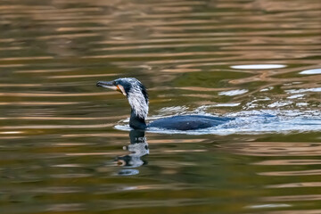 A commorant is swimming in the lake.