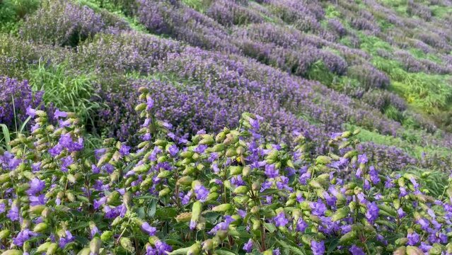 Bee Collecting Nectar On Karvi Flowers Starting To Bloom At Kalsubai Harishchandragad Wildlife Sanctuary In Maharashtra, India. wide