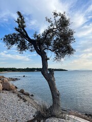 tree in front of the sea