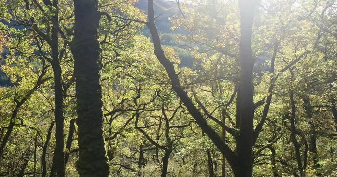 oak woodland, temperate rainforest, aerial drone shot, Ariundle, Highlands, Scotland