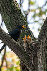 Close-up of a common blackbird feeding its young