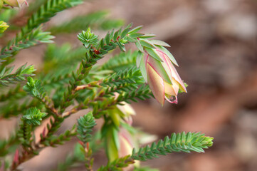 Sydney Australia, flower stems of a darwinia carnea shrub also known as a Mogumber bell