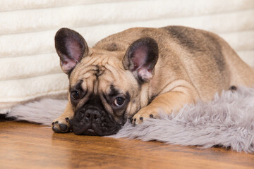 dog breed french bulldog
