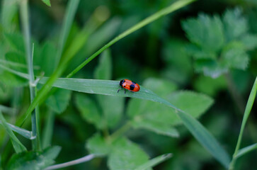 Smooth leaf beetle Clytra laeviuscula suborder nemonious Polyphaga. Beetle with red wings with black dots