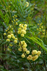 Sydney Australia, yellow flowers of acacia decurrens, known as black wattle or early green wattle