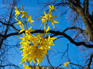 Blossoming forsythia in garden. Yellow flowers of Forsythia shrub or bush on blue sky. Sunny spring...