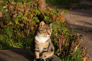 Fototapeta premium Cute cat posing in the yard, portrait, Kharkiv, Ukraine