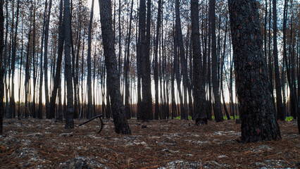 Forêt de pins dévastée après le passage des incendies de l'été 2022, à proximité de Belin-Beliet