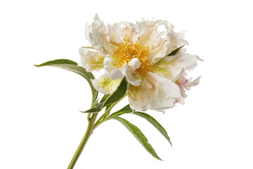 Funny  peony flower not even shape isolated on a white background.