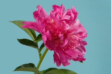 Beautiful  peony flower in pink color isolated on blue background.