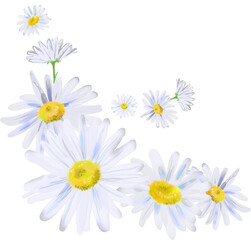 White digitally painted daisies