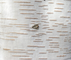 Himalayan birch trunk (Betula utilis var. jaccquemontiithe)