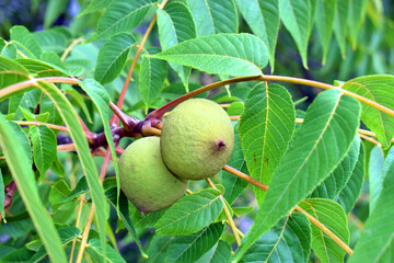 Juglans nigra, the eastern American black walnut.