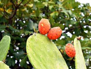 Fig opuntia (Opuntia ficus-indica) with fruits