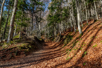 The path leading to the summit of Monte Penna covered in autumnal leaves, Badia Prataglia, Arezzo, Italy