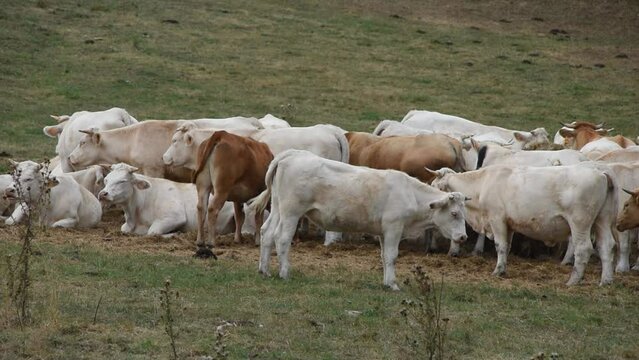 Landscape with Charolais cows in the field in Burgundy (France)