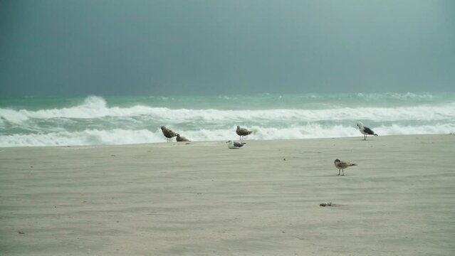 Tropical Storm, Seagulls on the empty beach. windy and rainy day. Waves hitting the shore.