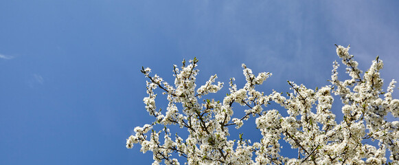 Tree branches, plum blossoms against the blue sky.