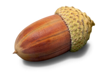 Acorn