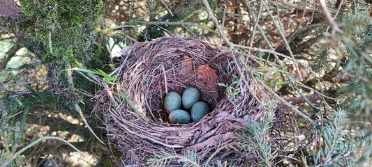 Fototapeta na wymiar Ein Amselnest mit 4 Eiern im Garten