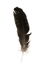 A one Flying bird dark feather