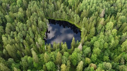 Green forests of Latvia in the month of September