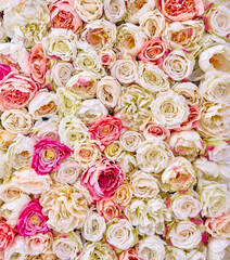 Wall of white and pink rose flowers.