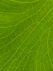 green leaf texture