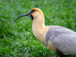 black-faced ibis on gren background