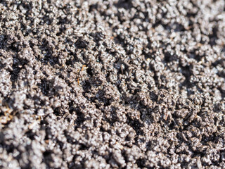 Bio humus texture earth. Composting waste worms