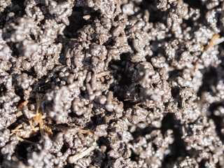 Bio humus texture earth. Composting waste worms