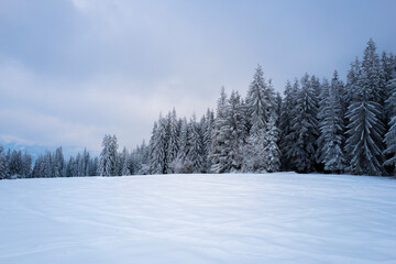 Fototapeta na wymiar snow-covered forest on top of Tatra mountain Poland