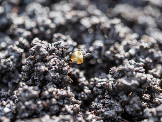 Bio humus texture earth. Composting waste worms