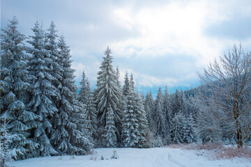 snow covered forest sunny day