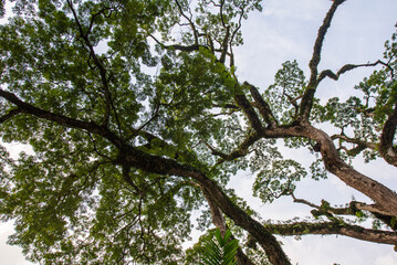 Canopy of trees with branches in abstract silhouette